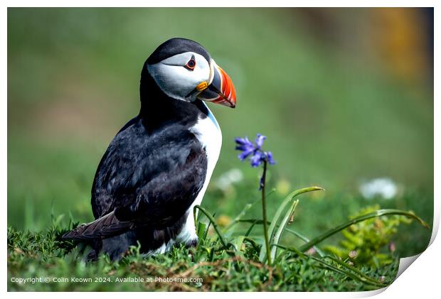 Atlantic Puffin and Bluebell Print by Colin Keown