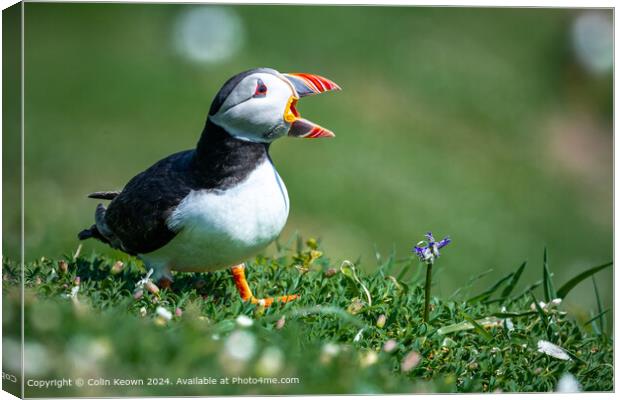 Atlantic Puffin calling out Canvas Print by Colin Keown