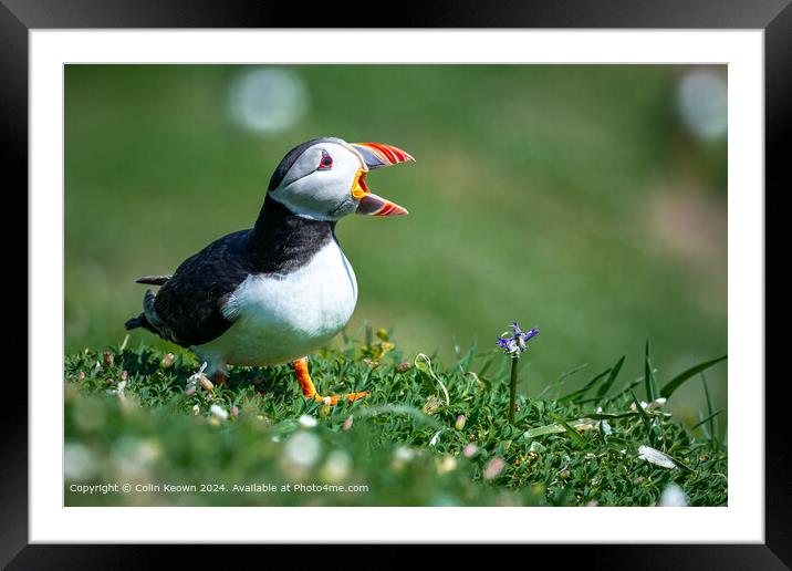 Atlantic Puffin calling out Framed Mounted Print by Colin Keown