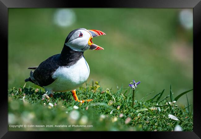 Atlantic Puffin calling out Framed Print by Colin Keown