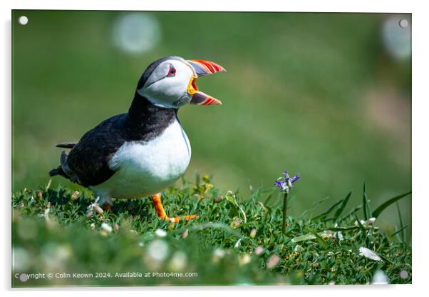 Atlantic Puffin calling out Acrylic by Colin Keown