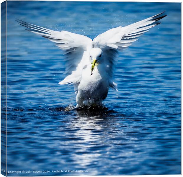 Kittiwake at Skomer Island Canvas Print by Colin Keown