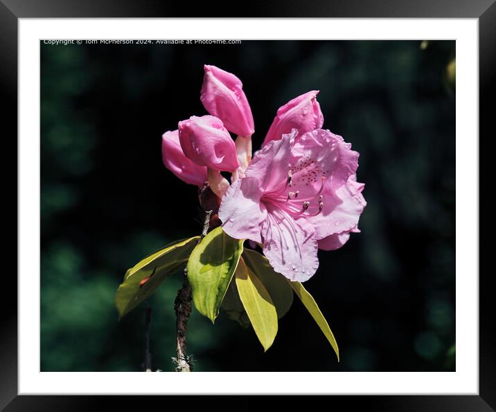 Rhododendron  Framed Mounted Print by Tom McPherson