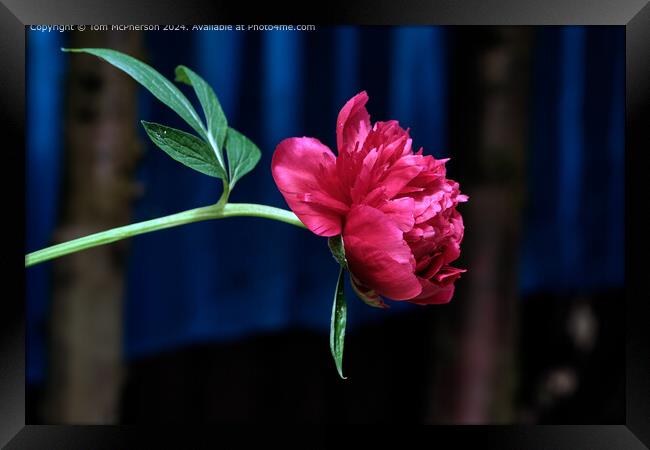 The Rhododendron is a garden plant that originates from South-East Asia Framed Print by Tom McPherson