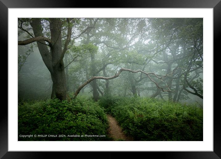 Misty woodland with ancient trees and light fog. Newton woods near great Ayton in the Yorkshire moor Framed Mounted Print by PHILIP CHALK