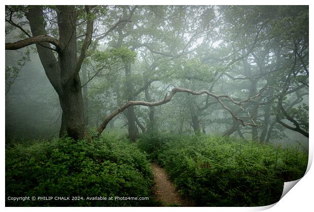 Misty woodland with ancient trees and light fog. Newton woods near great Ayton in the Yorkshire moor Print by PHILIP CHALK