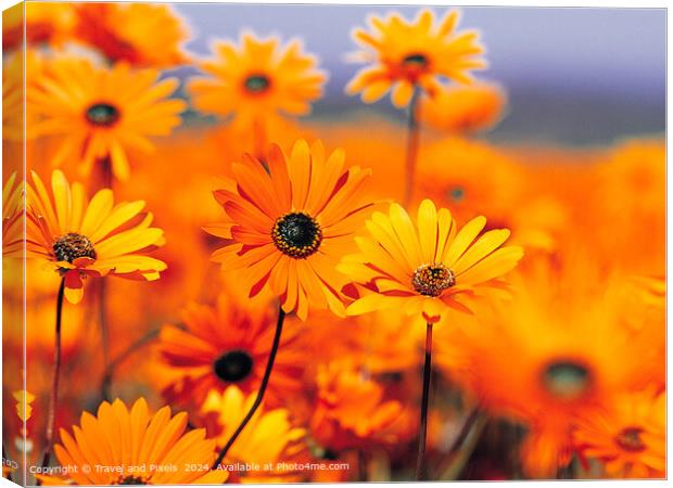 Vibrant  Daises Canvas Print by Travel and Pixels 