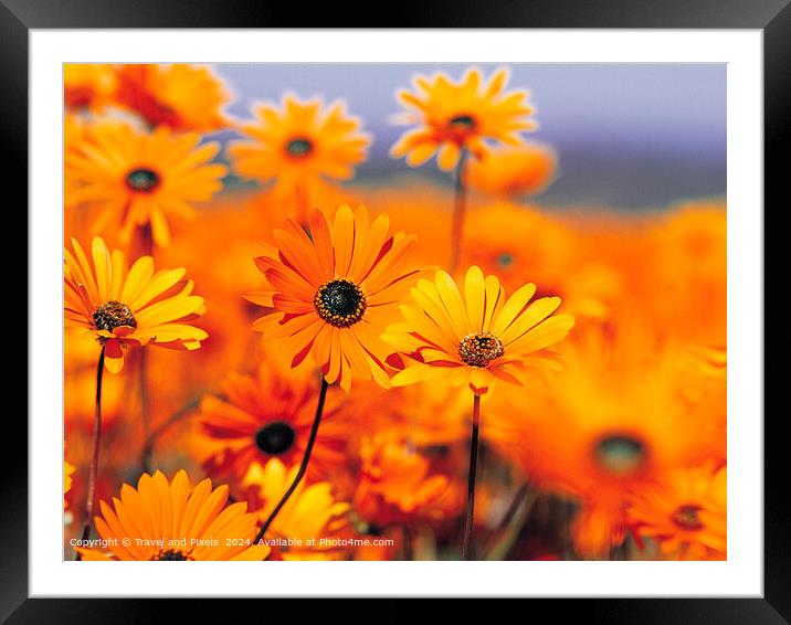 Vibrant  Daises Framed Mounted Print by Travel and Pixels 