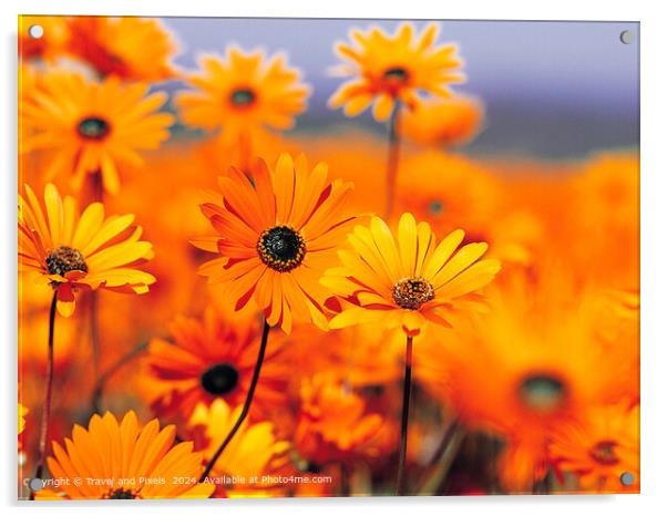 Vibrant  Daises Acrylic by Travel and Pixels 