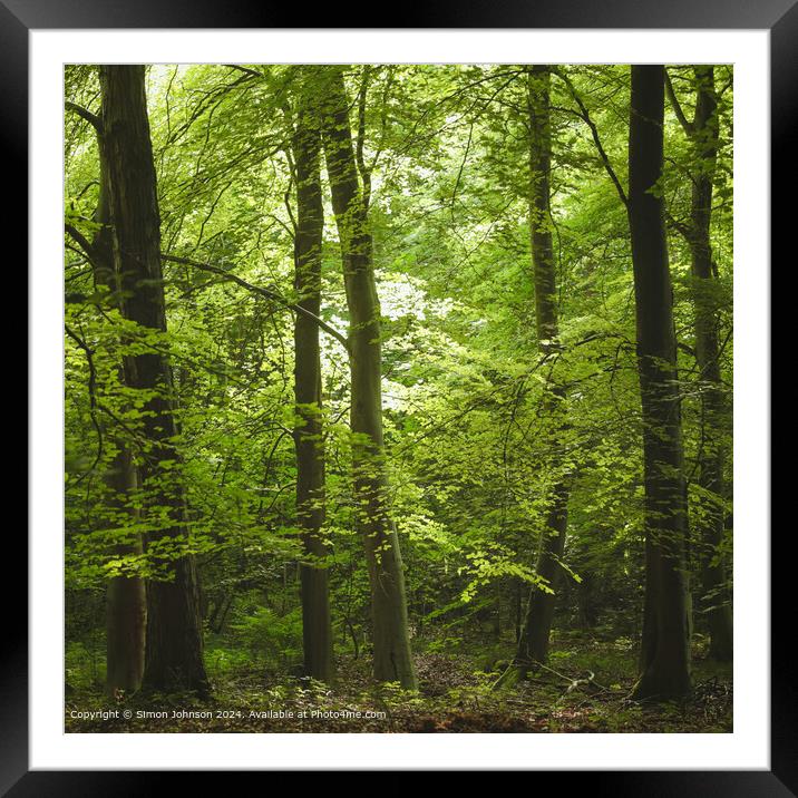 Early sunlit beech woodland in the Cotswolds Gloucestershire Framed Mounted Print by Simon Johnson