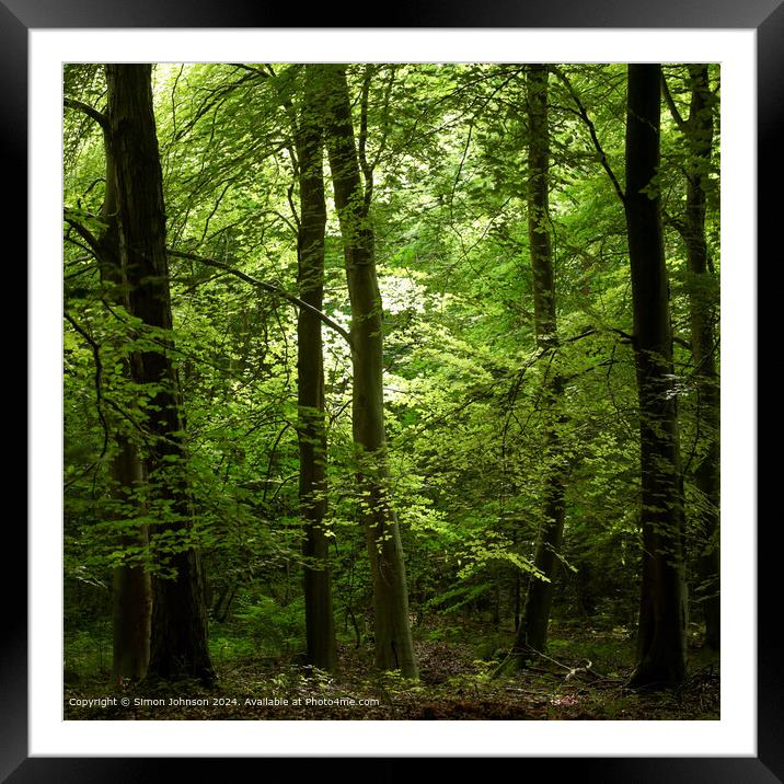 Early sunlit beech woodland in the Cotswolds Gloucestershire Framed Mounted Print by Simon Johnson