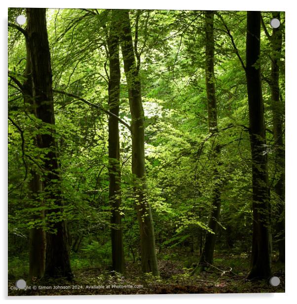 Early sunlit beech woodland in the Cotswolds Gloucestershire Acrylic by Simon Johnson