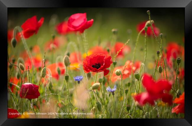 Sunlit Poppy flowers Cotswolds Gloucestershire  Framed Print by Simon Johnson