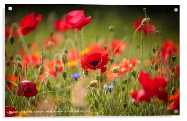 Sunlit Poppy flowers Cotswolds Gloucestershire  Acrylic by Simon Johnson
