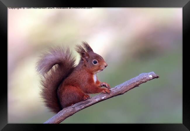 The red squirrel or Eurasian red squirrel Framed Print by Tom McPherson