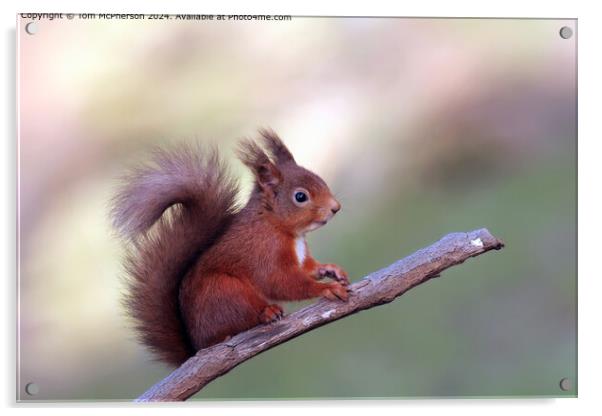 The red squirrel or Eurasian red squirrel Acrylic by Tom McPherson