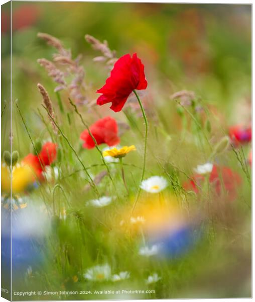 Sunlit Poppy and meadow flowers Cotswolds Gloucestershire  Canvas Print by Simon Johnson