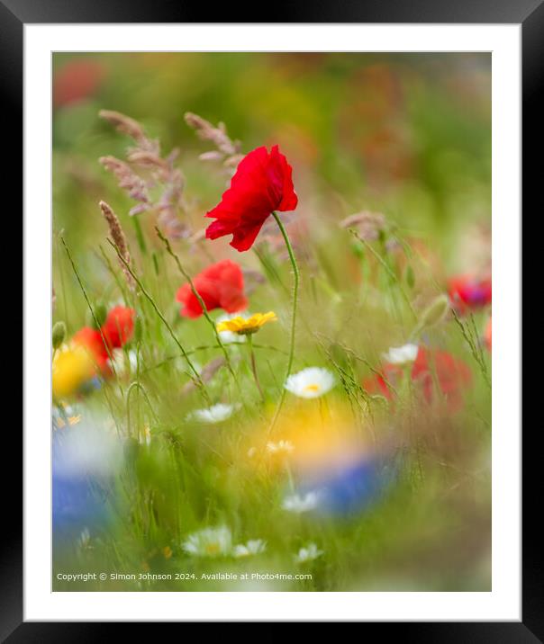 Sunlit Poppy and meadow flowers Cotswolds Gloucestershire  Framed Mounted Print by Simon Johnson