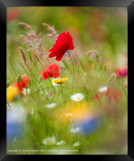 Sunlit Poppy and meadow flowers Cotswolds Gloucestershire  Framed Print by Simon Johnson