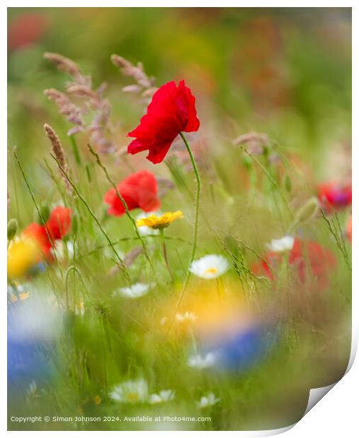 Sunlit Poppy and meadow flowers Cotswolds Gloucestershire  Print by Simon Johnson