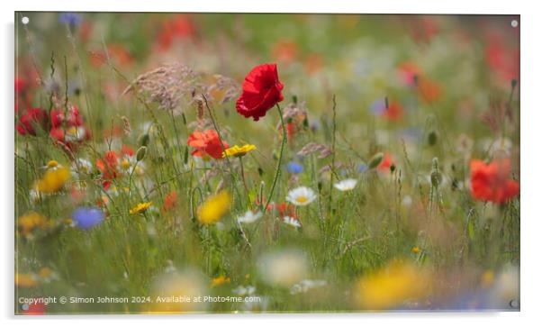 Sunlit Poppy and meadow  flowers Cotswolds Gloucestershire  Acrylic by Simon Johnson
