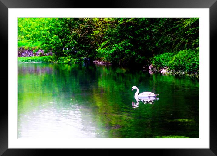 Swan  Framed Mounted Print by Ian Donaldson