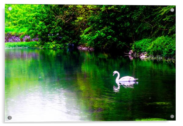 Swan  Acrylic by Ian Donaldson