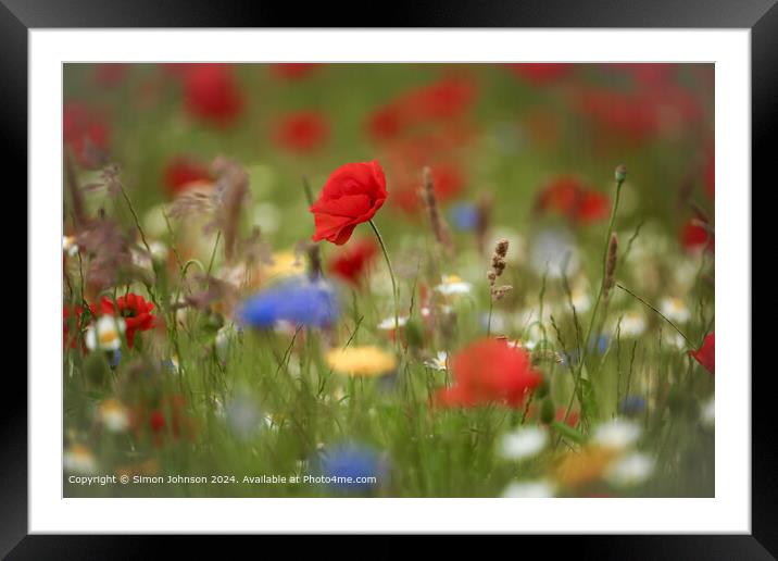 Sunlit Poppy and meadow  flowers Cotswolds Gloucestershire  Framed Mounted Print by Simon Johnson