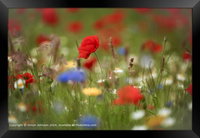 Sunlit Poppy and meadow  flowers Cotswolds Gloucestershire  Framed Print by Simon Johnson