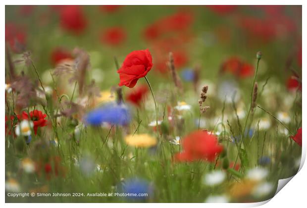 Sunlit Poppy and meadow  flowers Cotswolds Gloucestershire  Print by Simon Johnson