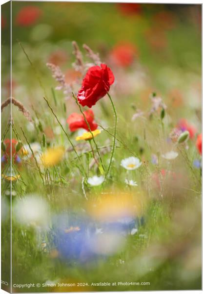 Sunlit Poppy and meadow  flowers Cotswolds Gloucestershire  Canvas Print by Simon Johnson
