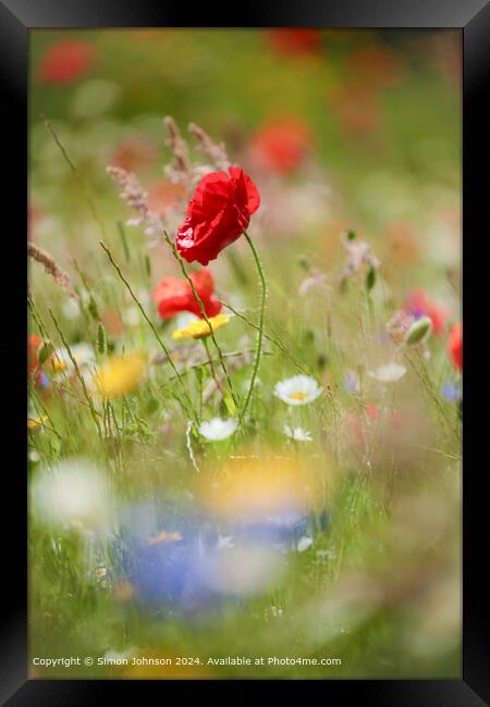 Sunlit Poppy and meadow  flowers Cotswolds Gloucestershire  Framed Print by Simon Johnson