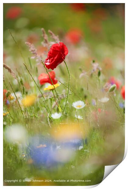 Sunlit Poppy and meadow  flowers Cotswolds Gloucestershire  Print by Simon Johnson