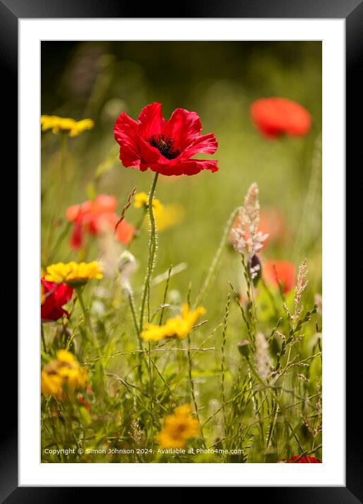 Sunlit Poppy and meadow  flowers Cotswolds Gloucestershire  Framed Mounted Print by Simon Johnson