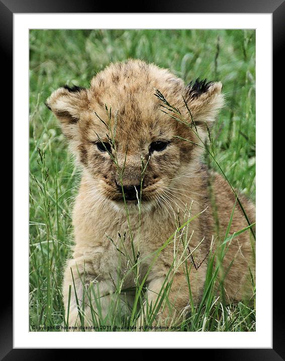 Lion Cub Framed Mounted Print by helene duerden