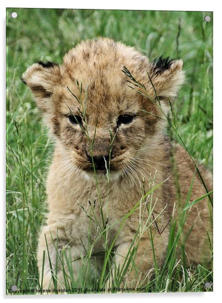 Lion Cub Acrylic by helene duerden