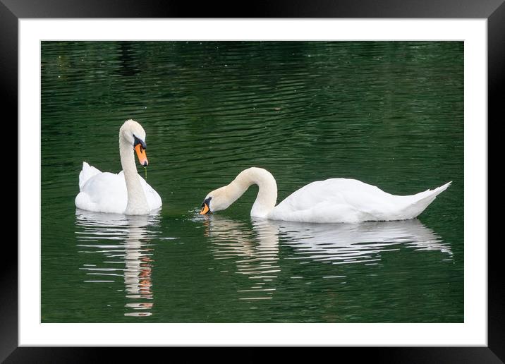 Elegant swans Framed Mounted Print by Kevin Hellon