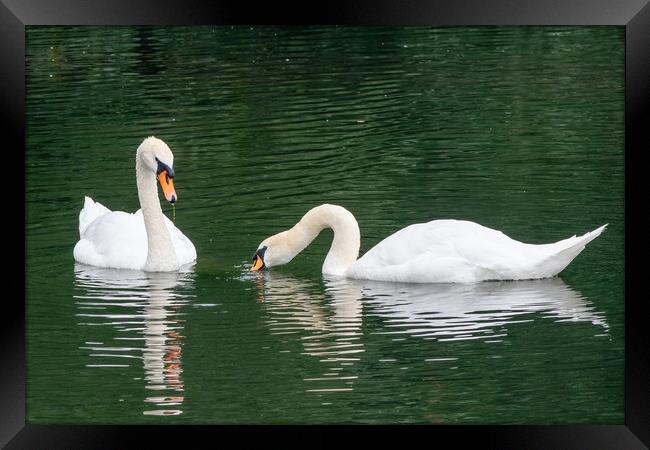 Elegant swans Framed Print by Kevin Hellon