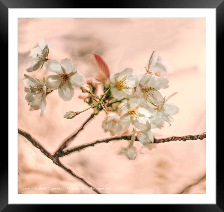 Cherry Blossom Framed Mounted Print by Alison Chambers