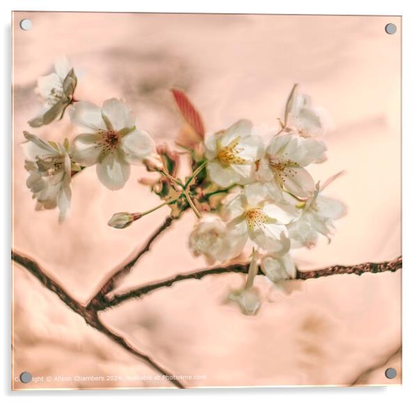 Cherry Blossom Acrylic by Alison Chambers