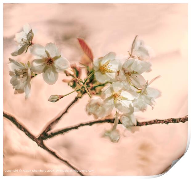 Cherry Blossom Print by Alison Chambers