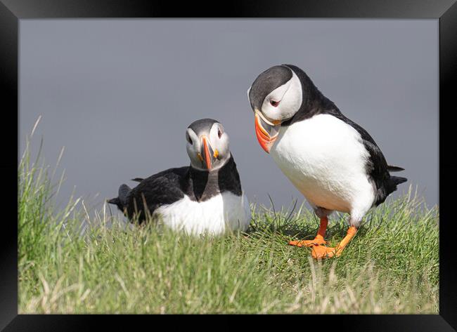 A Pair of Atlantic Puffins Framed Print by kathy white