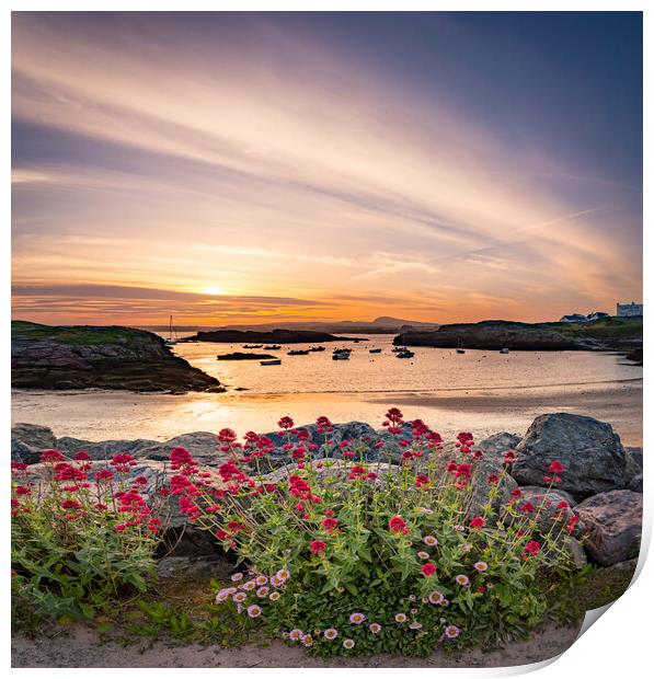 Sunset and flowers  at Trearddur Bay  Print by Gail Johnson