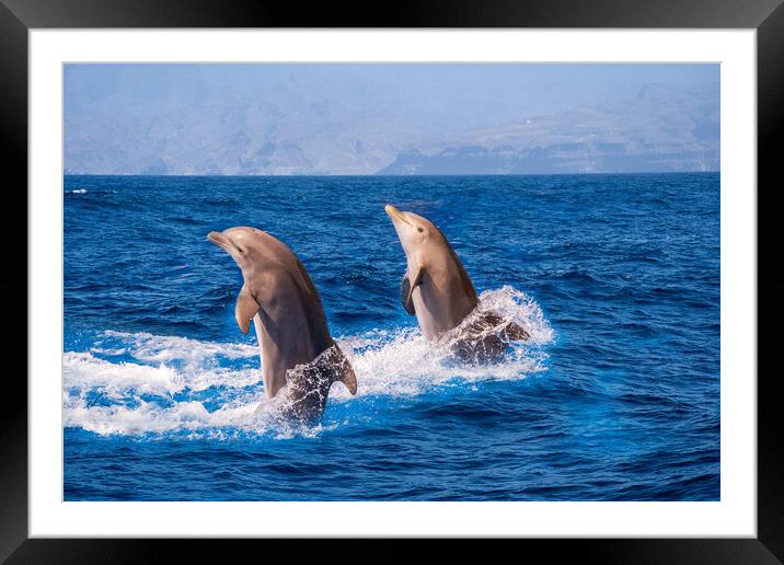 Dolphins jumping  Framed Mounted Print by Arpan Bhatia
