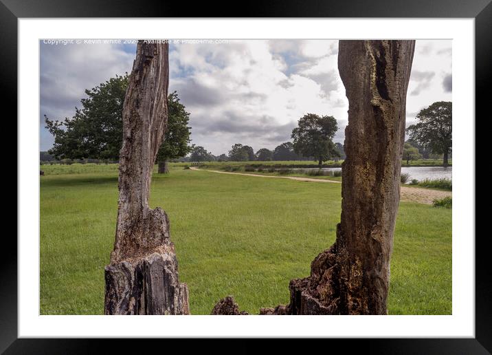 Wonders of nature using dead tree as a frame Framed Mounted Print by Kevin White