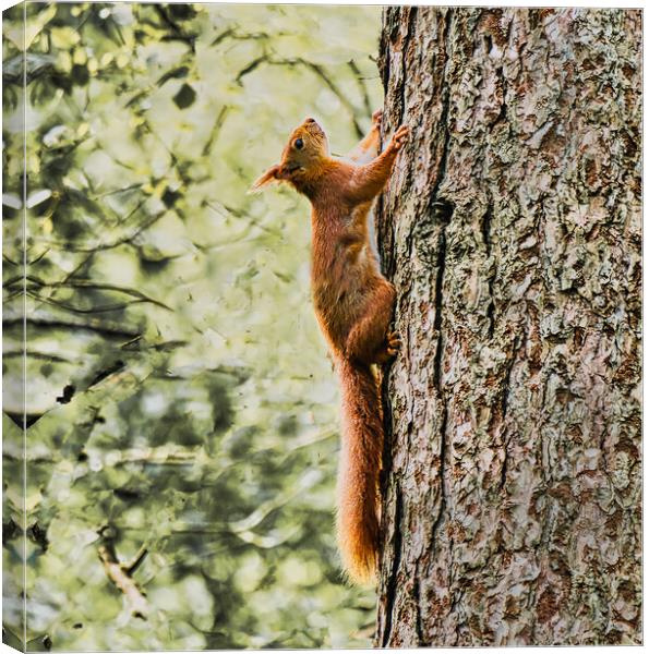 red squirrel climbing tree Canvas Print by chris hyde