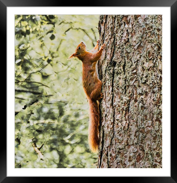 red squirrel climbing tree Framed Mounted Print by chris hyde