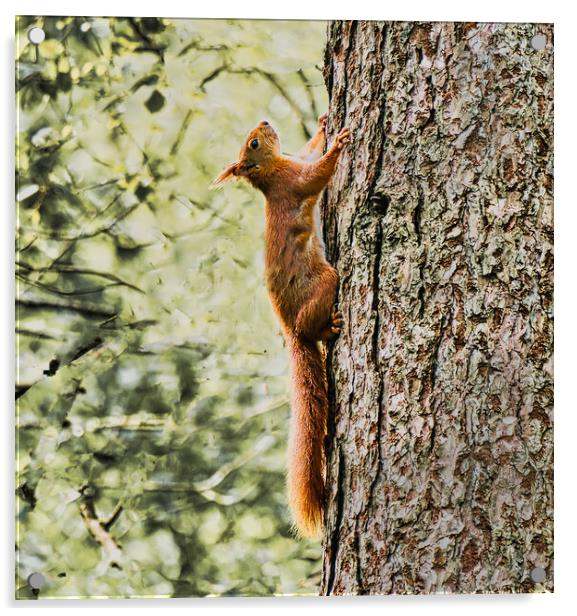 red squirrel climbing tree Acrylic by chris hyde