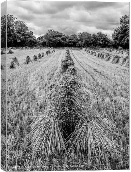 Harvest time Canvas Print by Kevin Wailes
