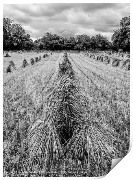 Harvest time Print by Kevin Wailes